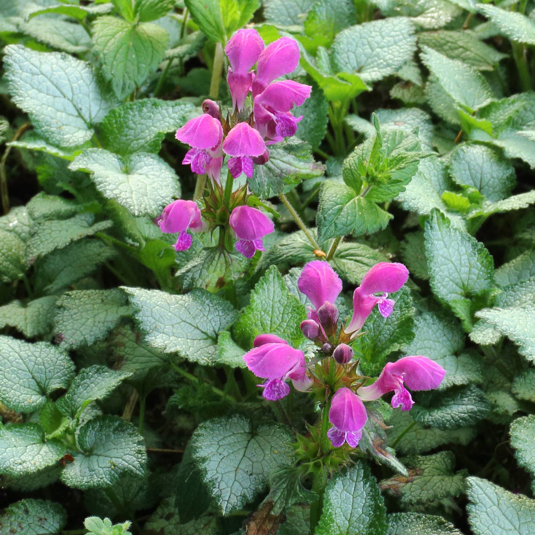 Lamium maculatum Beacon Silver - Lamier argenté rose magenta Godet de 8/9 cm