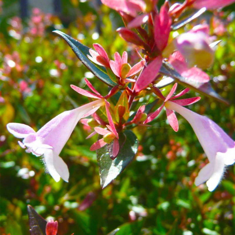 20 Abelia (Abélia Grandiflora) - Haie de Abelia -  - Pépinières Naudet - Imagen 2