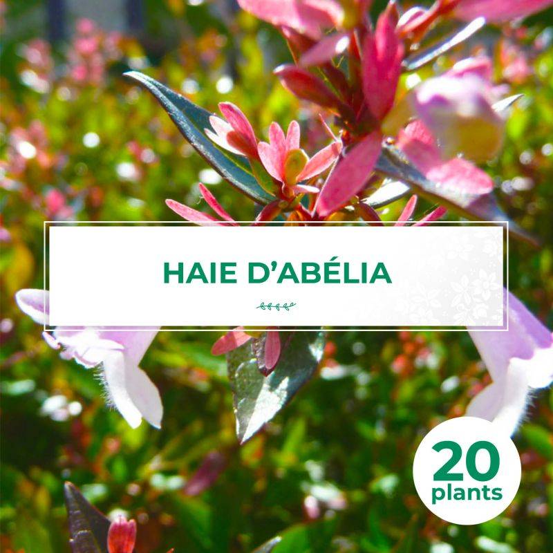 20 Abelia (Abélia Grandiflora) - Haie de Abelia - - Pépinières Naudet - Image 1