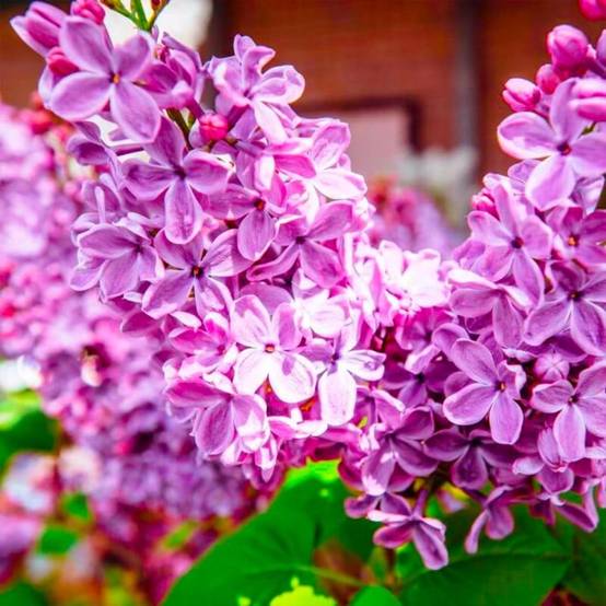 Lilas Commun 'Amethyst' (Syringa Vulgaris) - Godet - Taille 13/25cm - Pépinières Naudet - Image 1