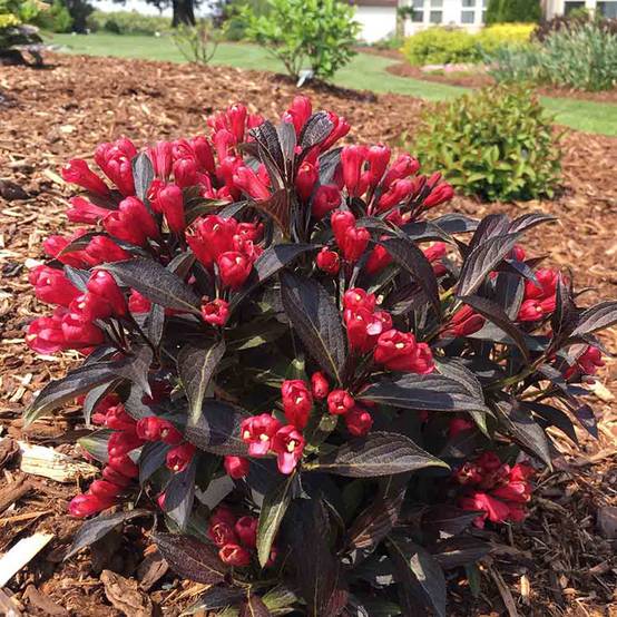 Weigela Electric Love Pot de 2L/3L - Image 1