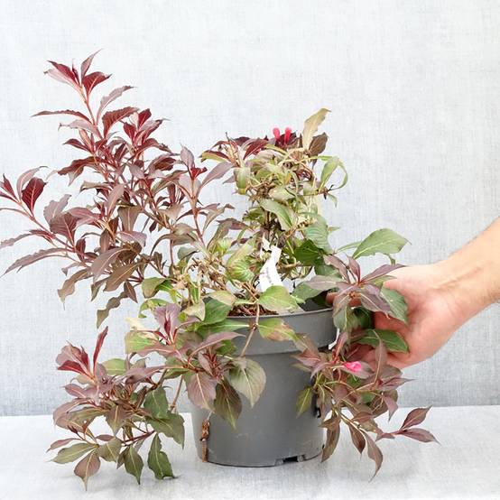 Weigela Electric Love Pot de 2L/3L - Image 2