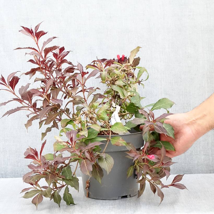 Weigela Electric Love Pot de 2L/3L - Image 2
