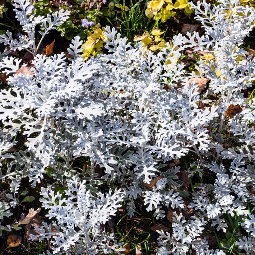 Graines de Cinéraire maritime Silver Dust - Senecio cineraria  le sachet de 450 graines environ (0,3g)