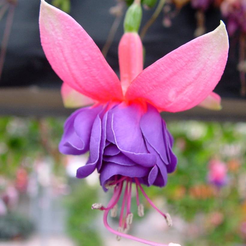 Fuchsia Winston Churchill Pot de 12 cm / 13 cm