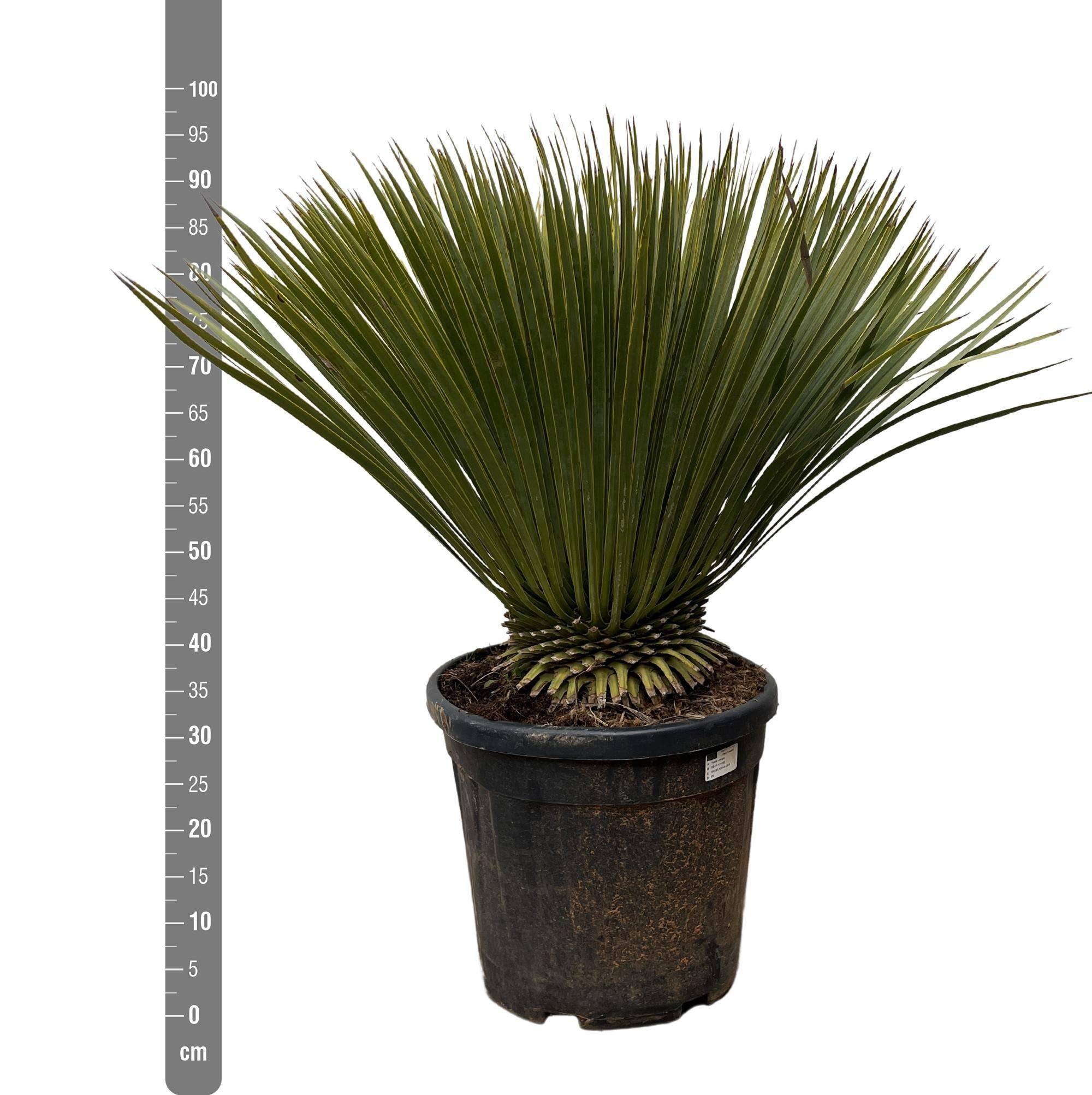 Yucca Rostrata - D30 H70cm - Image 2
