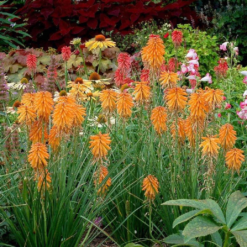Kniphofia, Tison de Satan Poco Orange® à fleurs Orange/ - feuillage Caduc - Godet - 5/20 cm - Imagen 2