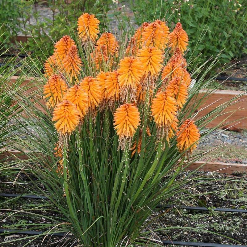 Kniphofia, Tison de Satan Poco Orange® à fleurs Orange/ - feuillage Caduc - Godet - 5/20 cm - Imagen 1