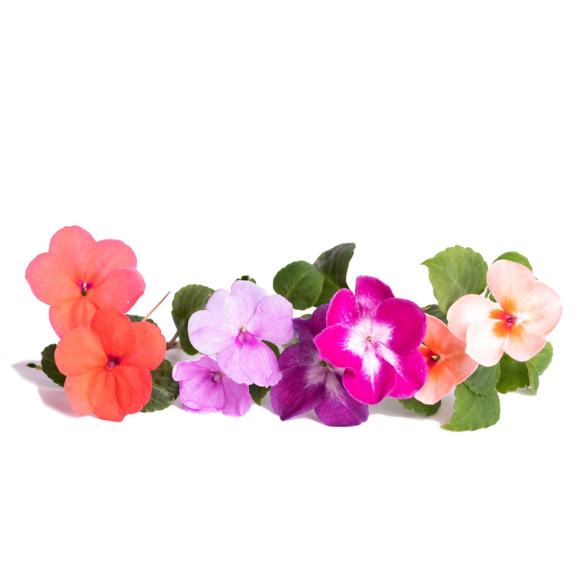 Veritable - Lingot Impatiens - Recharge prête à l'emploi - Véritable - Imagen 2
