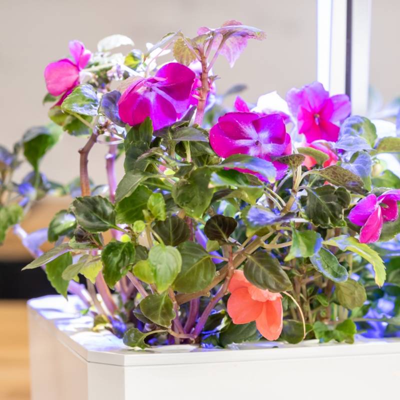 Veritable - Lingot Impatiens - Recharge prête à l'emploi - Véritable - Imagen 4