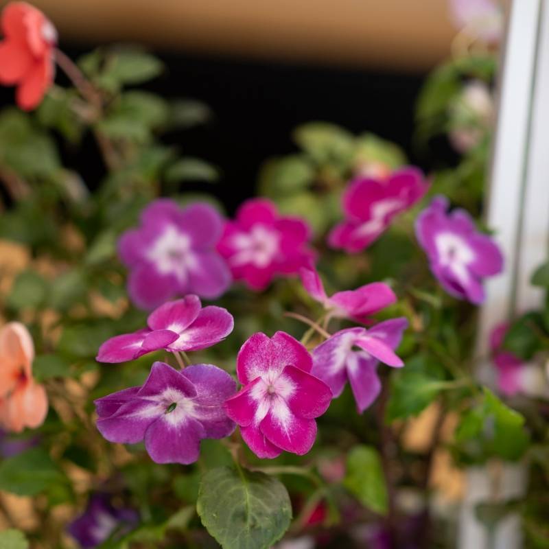 Veritable - Lingot Impatiens - Recharge prête à l'emploi - Véritable - Imagen 5