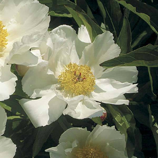 Pivoine lactiflora White Wings Pot de 3L/4L