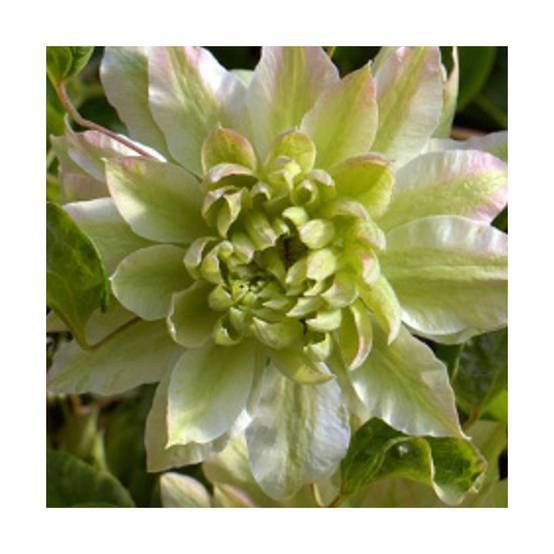 Clématite Sen No Kaze à fleurs Blanche - feuillage Caduc - Pot de 2L - Tuteur bambou 60/90 cm- hauteur à maturité De 2,00 m à 2,50 m - Image 9