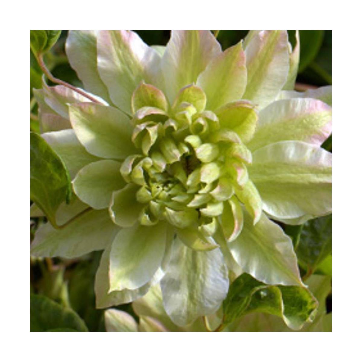Clématite Sen No Kaze à fleurs Blanche - feuillage Caduc - Pot de 2L - Tuteur bambou 60/90 cm-  hauteur à maturité De 2,00 m à 2,50 m - Imagen 9