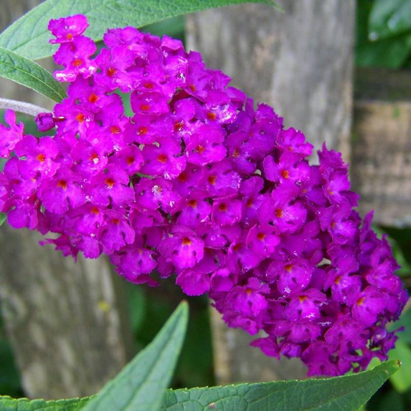 Arbre aux papillons nain Nanho Purple, Buddleia à fleurs Violette - feuillage Caduc - Pot de 4L - 40/60 cm-  hauteur à maturité De 0,50 m à 1,00 m - Imagen 1