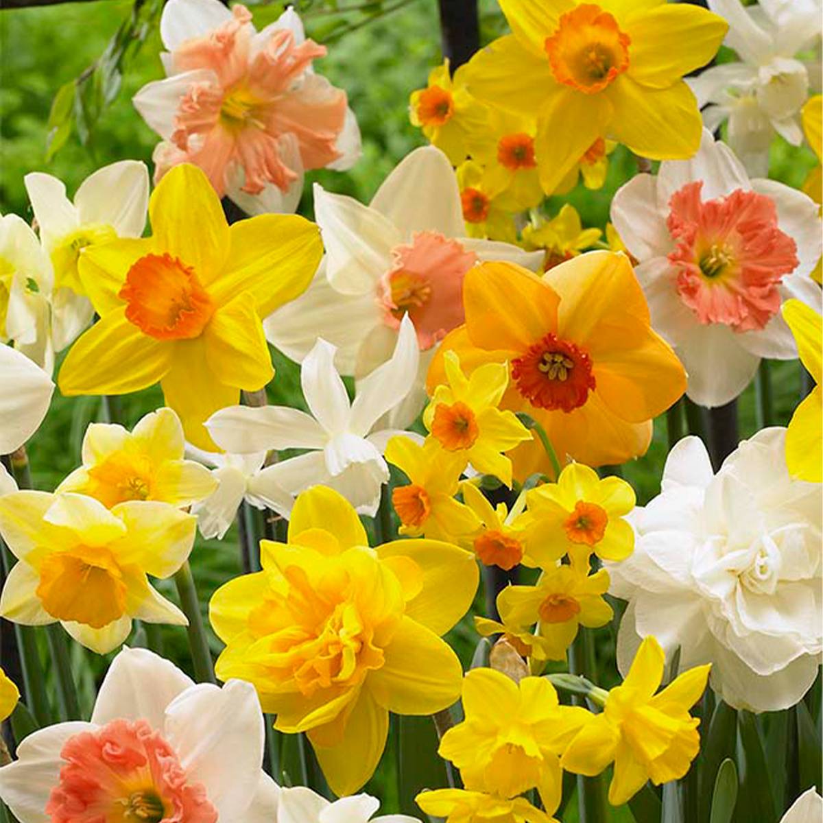 Mélange de 15 - Narcisse - Jonquille - Mélange de fleurs printanières - Mélange de couleurs - Image 1