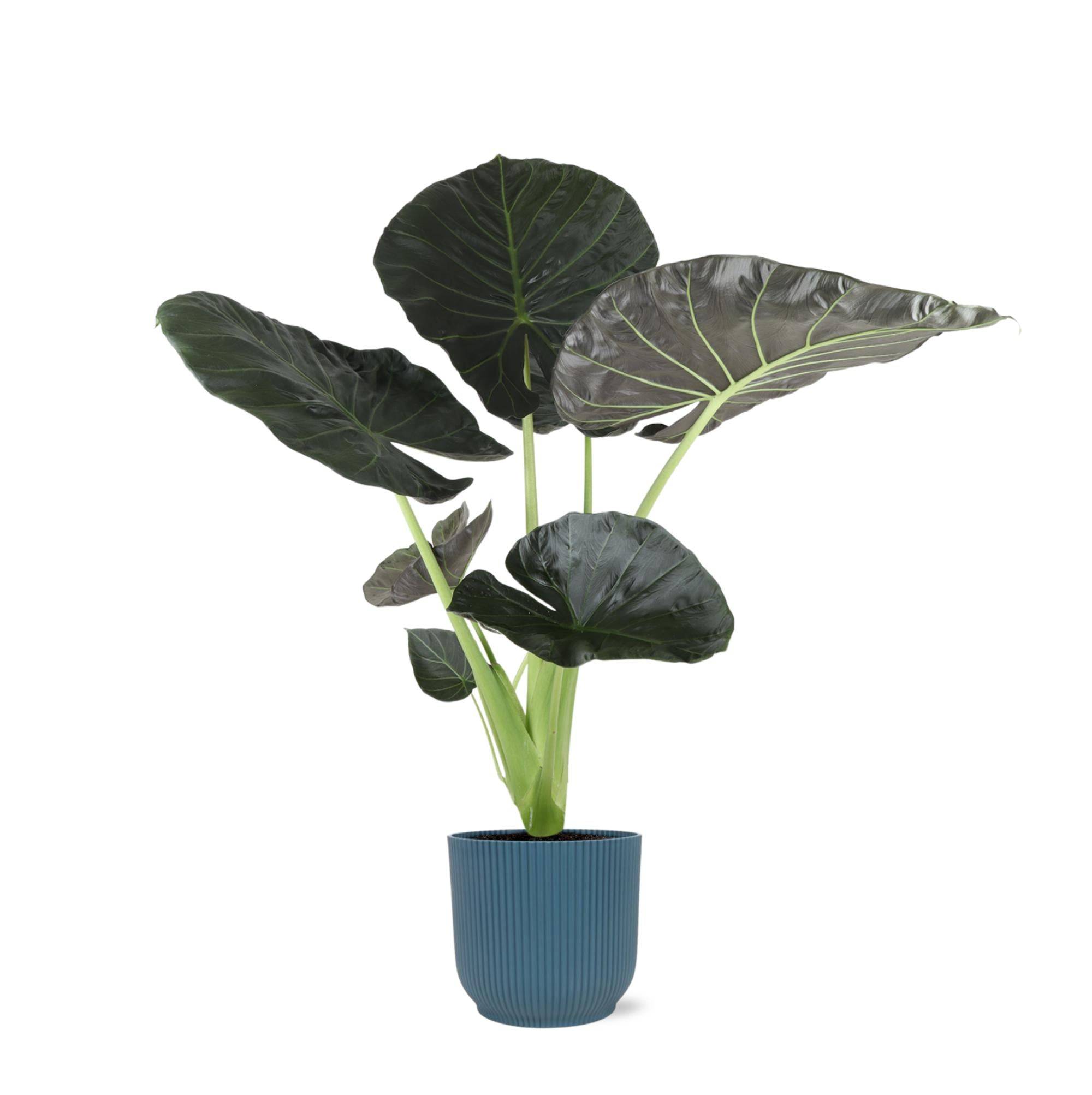 La Green Touch - Alocasia Regal Shield et son pot- La Green Touch Relief Bleu - Hauteur 100cm