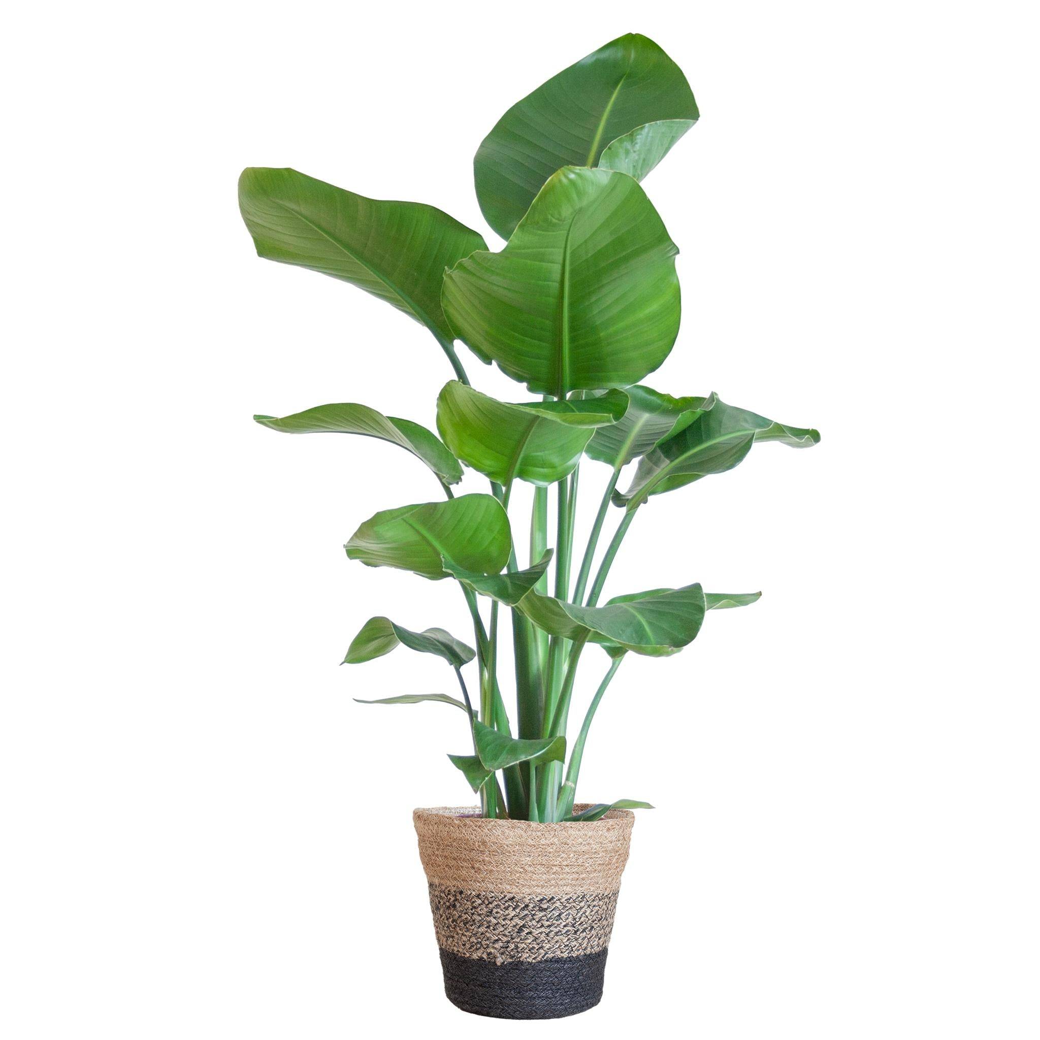 Strelitzia Nicolai et son pot- La Green Touch Panier Multicolor - Hauteur 80cm