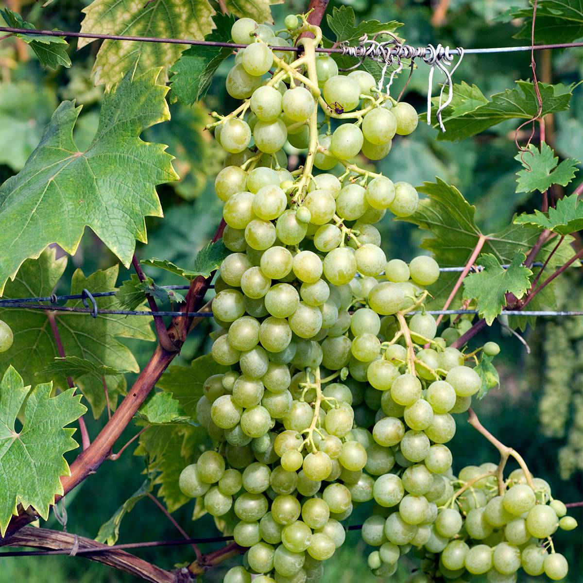 Promesse de Fleurs - Vigne Evita Pot de 4L/5L