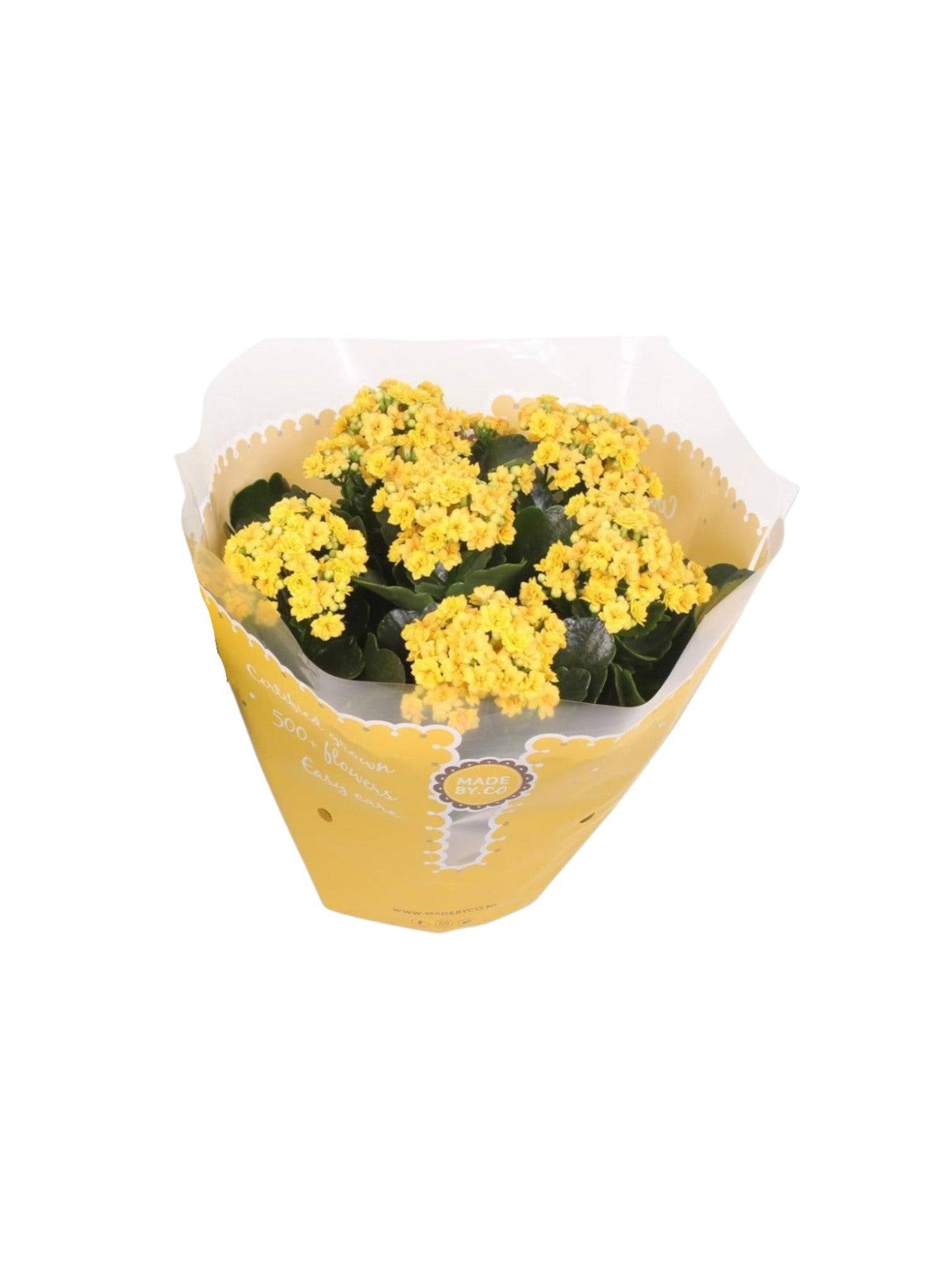 La Green Touch - Kalanchoe Double jaune d23cm h27cm- La Green Touch - Imagen 2