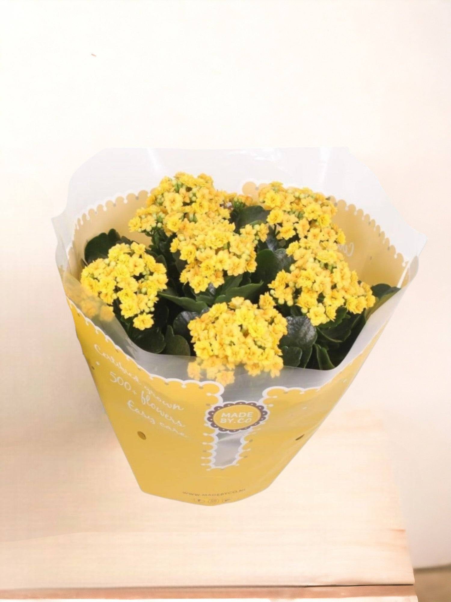 La Green Touch - Kalanchoe Double jaune d23cm h27cm- La Green Touch - Imagen 1