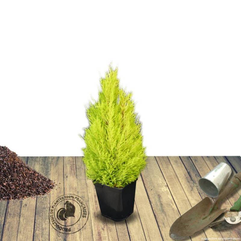 Cyprès de Lambert Wilma, Cyprès de Monterey - Pot de 7,5L - 60/80 cm - Imagen 2