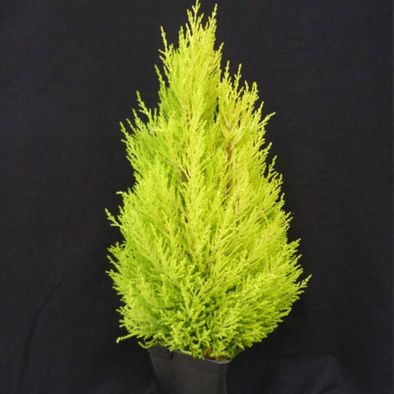 Cyprès de Lambert Wilma, Cyprès de Monterey - Pot de 7,5L - 60/80 cm