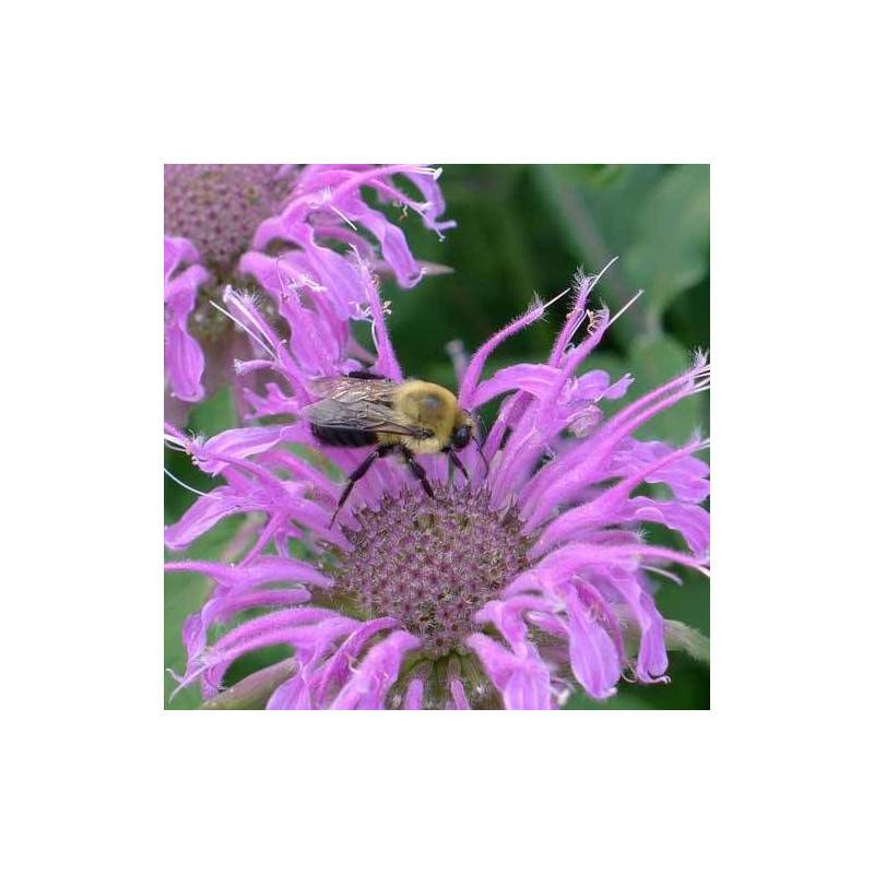 Monarde fistuleuse à fleurs Rose/ - feuillage Caduc - Godet - 5/20 cm - Imagen 2