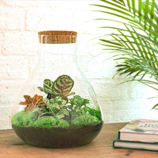 Kit Terrarium DIY - SAMOS- La Green Touch Sans LED Calathea + Fittonia rouge et verte - Sans outil
