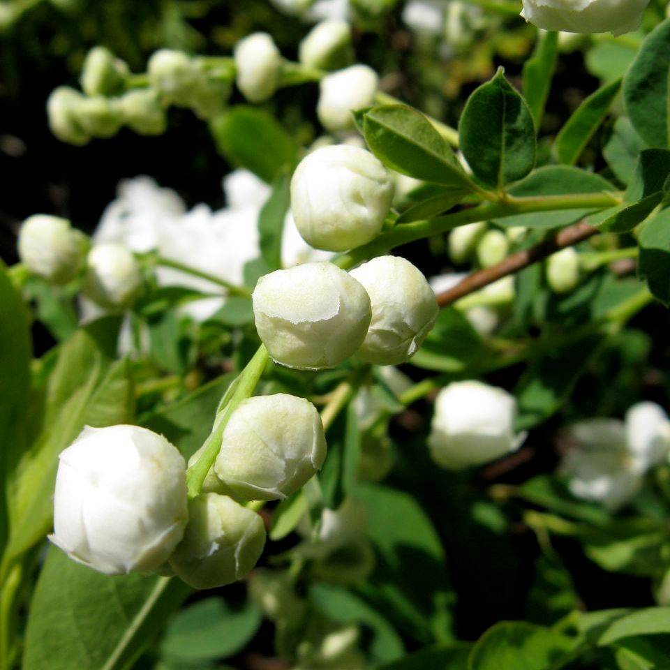 Exochorda racemosa Niagara Pot de 7,5L/10L