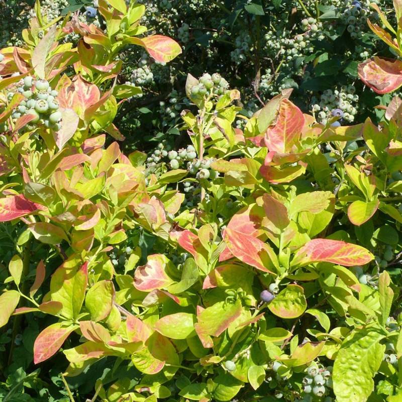 Myrtille Yello!Belloblue® 'Andval1601', Myrtillier - Bon rendement - Godet - 5/20 cm - De 1,00 m à 1,50 m - Imagen 9