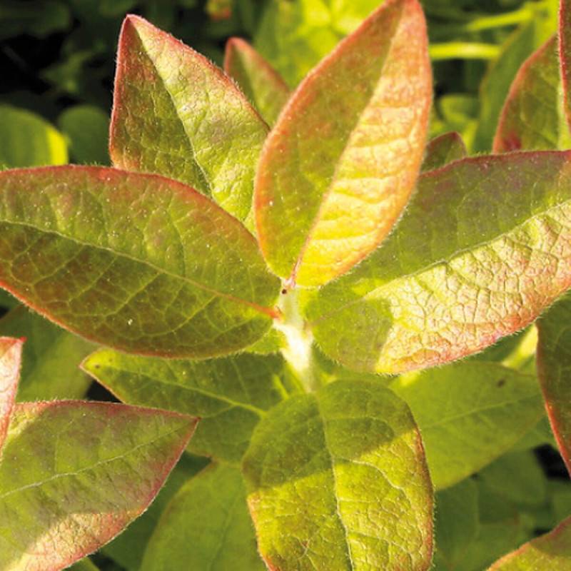 Myrtille Yello!Belloblue® 'Andval1601', Myrtillier - Bon rendement - Godet - 5/20 cm - De 1,00 m à 1,50 m - Imagen 8