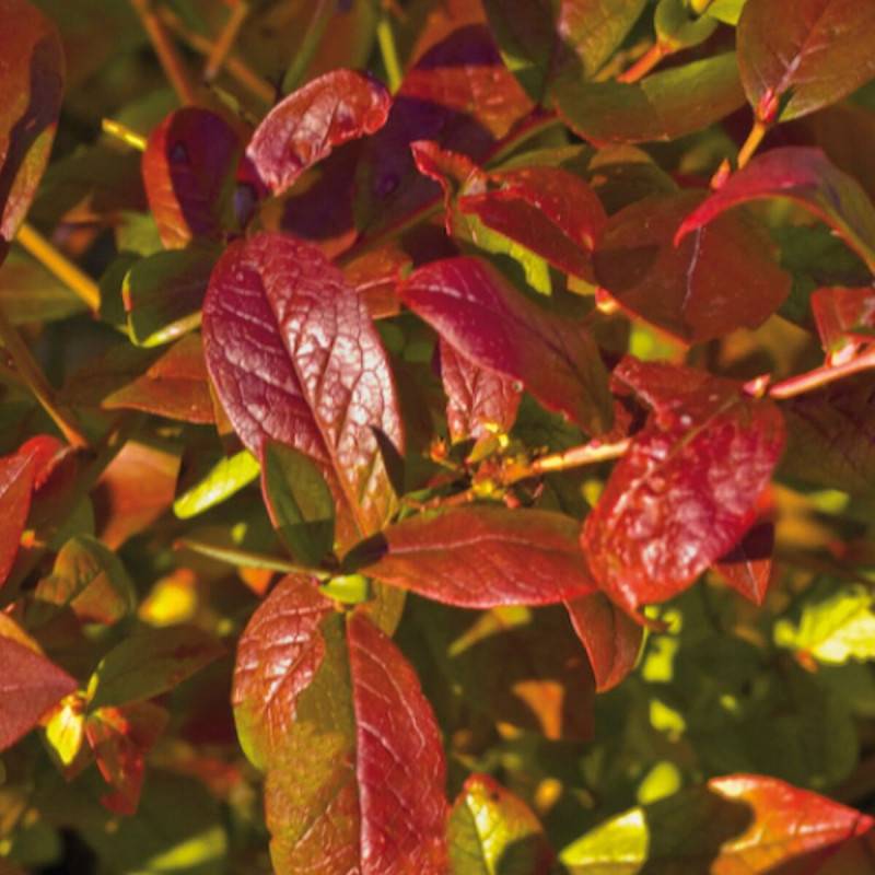Myrtille Yello!Belloblue® 'Andval1601', Myrtillier - Bon rendement - Godet - 5/20 cm - De 1,00 m à 1,50 m - Imagen 7
