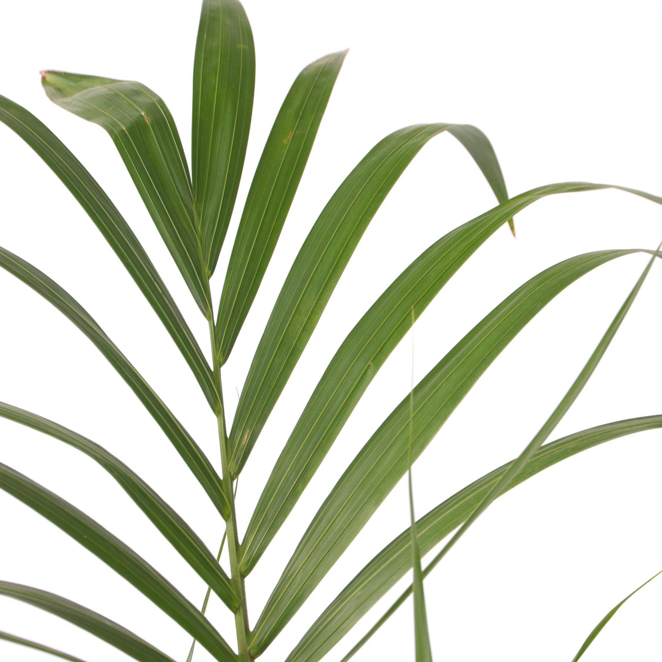 Palmier Kentia - Howea forsteriana - Hauteur 150-170cm - ⌀24cm - Imagen 5