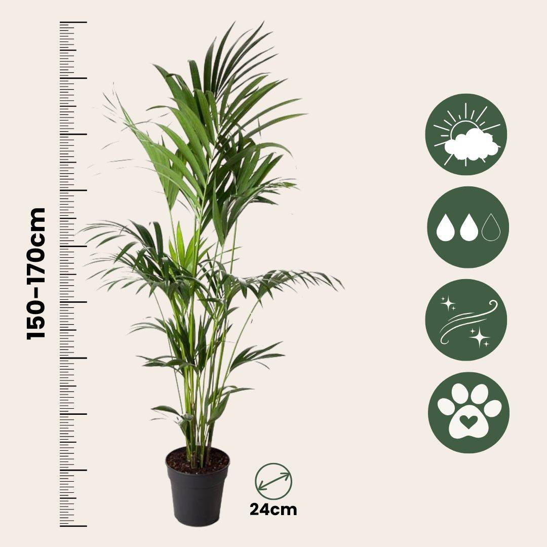 Palmier Kentia - Howea forsteriana - Hauteur 150-170cm - ⌀24cm - Imagen 6