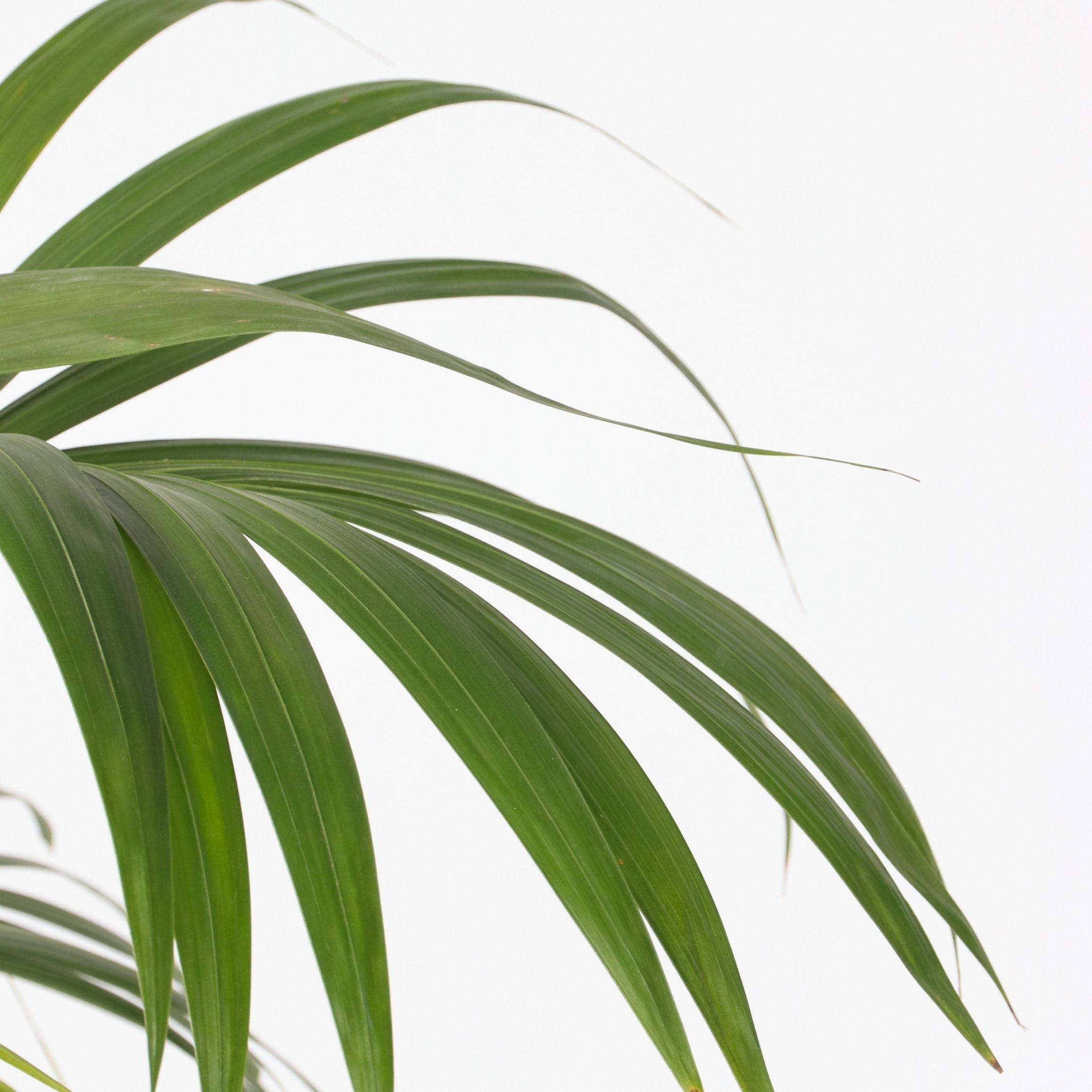Palmier Kentia - Howea forsteriana - Hauteur 150-170cm - ⌀24cm - Imagen 4