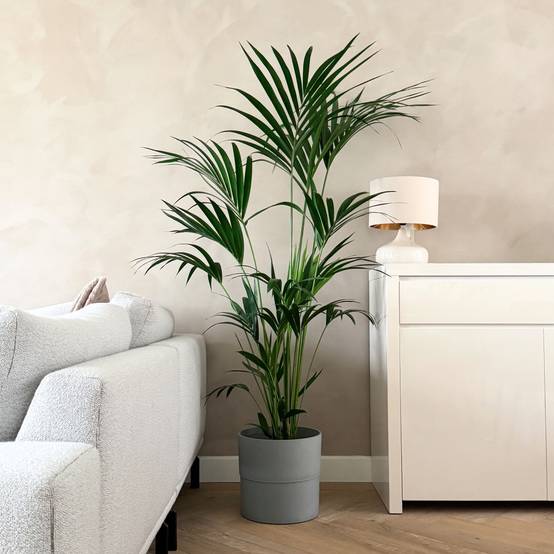 Plant In A Box - Palmier Kentia - Howea forsteriana - Hauteur 150-170cm - ⌀24cm - Image 2