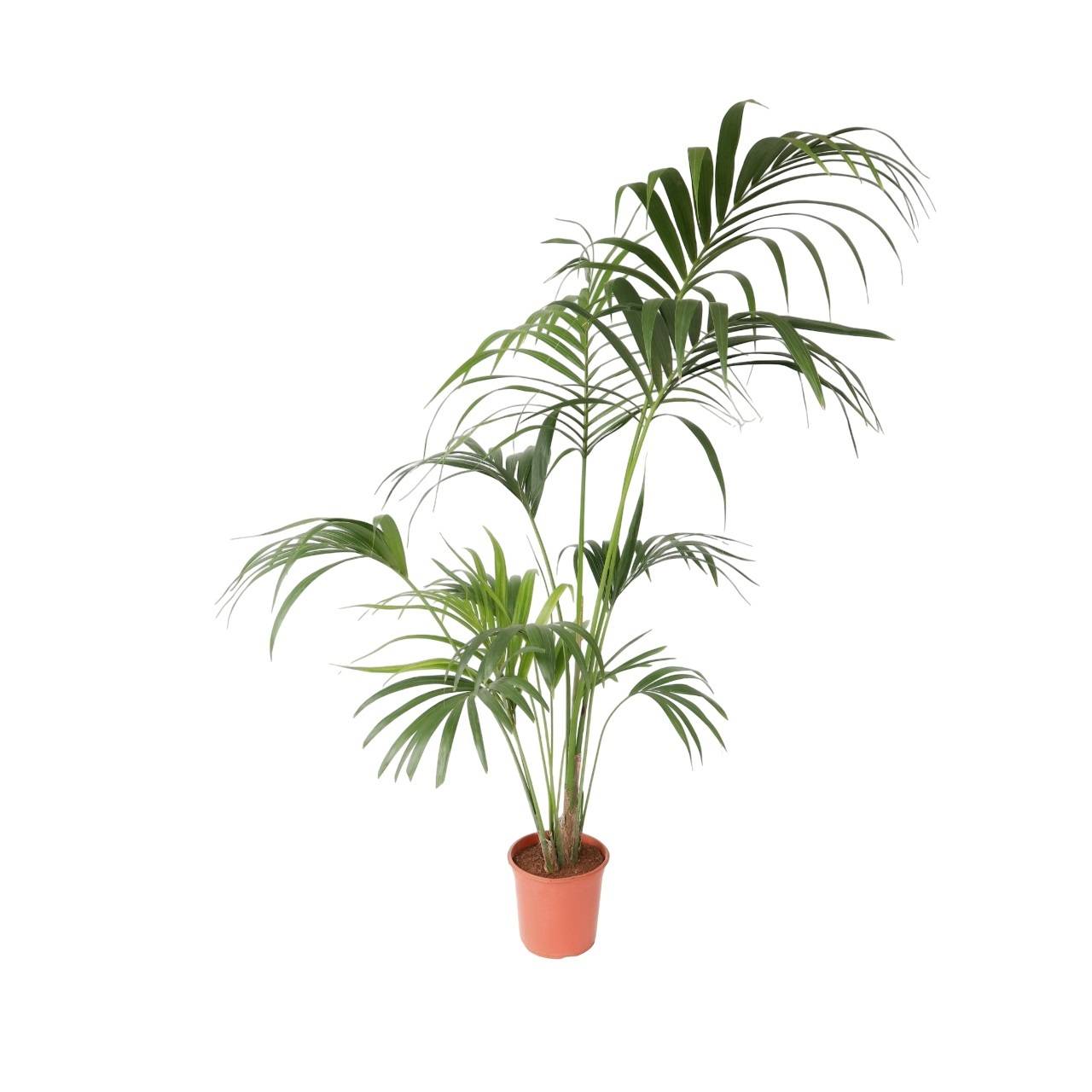 Palmier Kentia - Howea forsteriana - Hauteur 150-170cm - ⌀24cm - Imagen 1