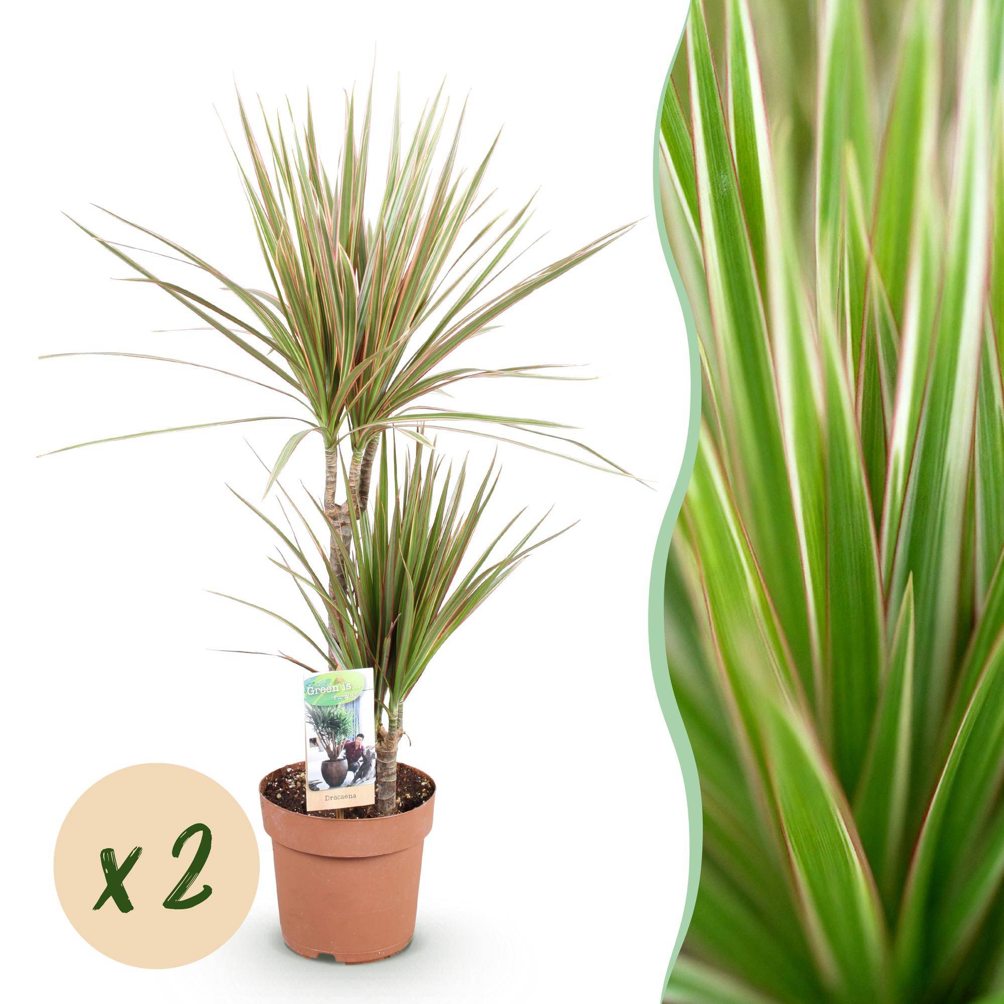 Dracaena Marginata Bicolor - Arbre Dragon - Lot de 2 Plantes - Pot de 17cm - Hauteur 70-75cm - Plantes d'intérieur - Image 1