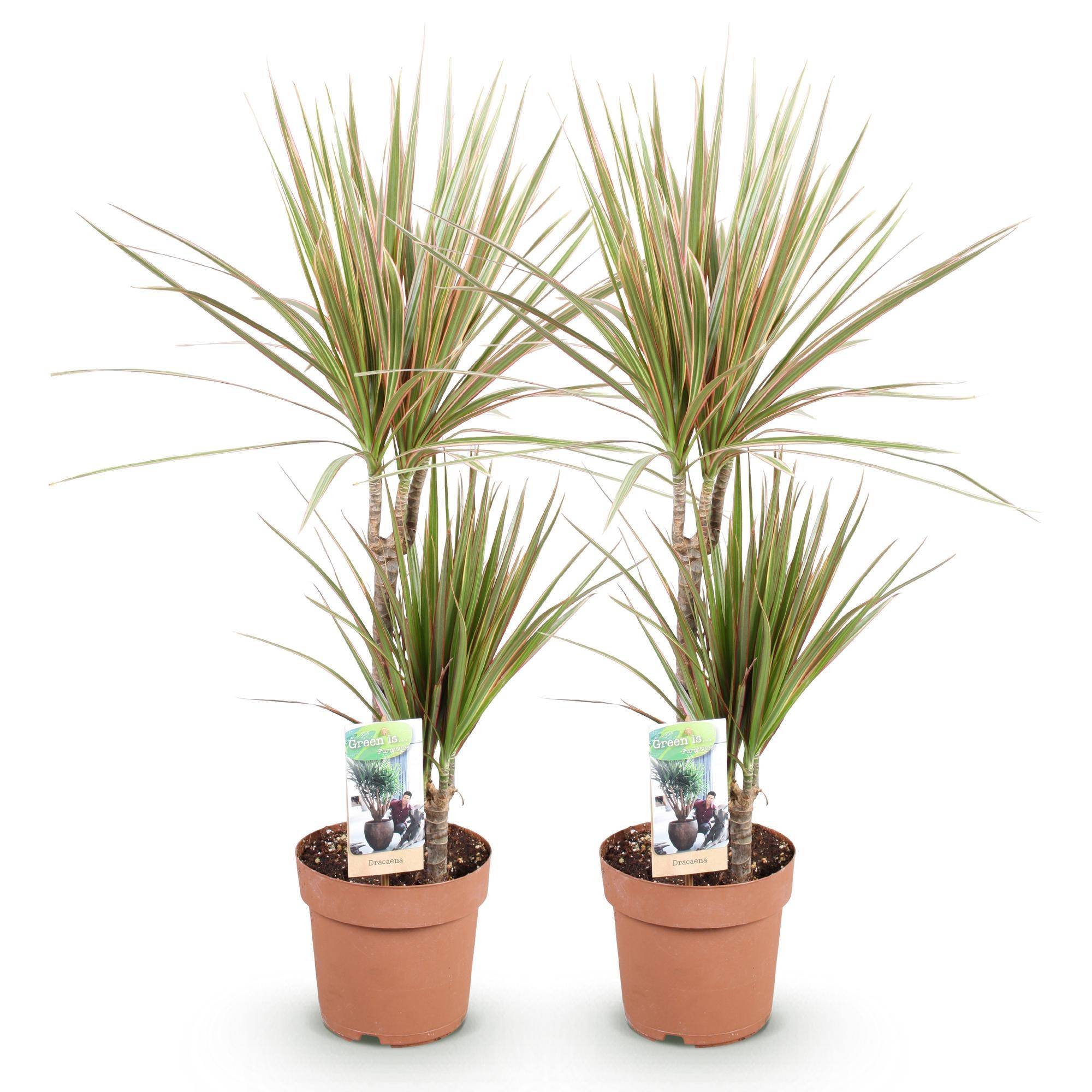 Dracaena Marginata Bicolor - Arbre Dragon - Lot de 2 Plantes - Pot de 17cm - Hauteur 70-75cm - Plantes d'intérieur - Image 2