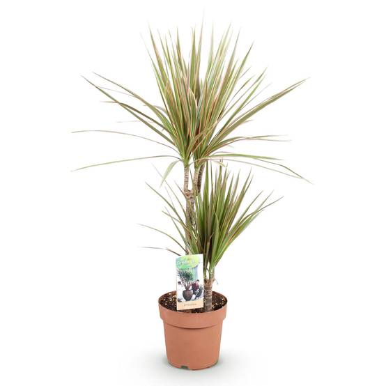 Dracaena Marginata Bicolor - Arbre Dragon - Lot de 2 Plantes - Pot de 17cm - Hauteur 70-75cm - Plantes d'intérieur - Image 3