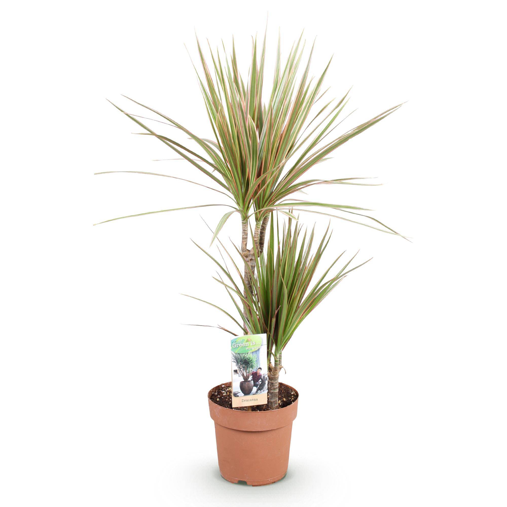 Dracaena Marginata Bicolor - Arbre Dragon - Lot de 2 Plantes - Pot de 17cm - Hauteur 70-75cm - Plantes d'intérieur - Image 3