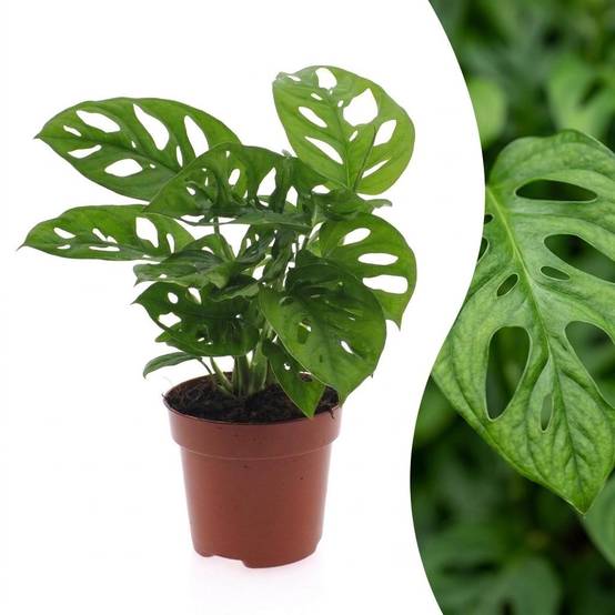 Monstera adansonii - Ø12cm - ↕25cm - Plantes d’intérieur - Image 1