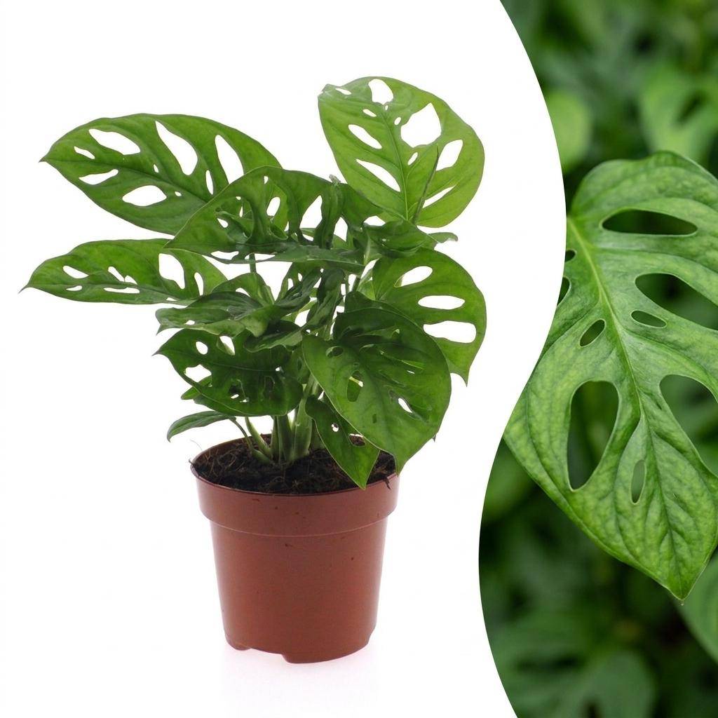 Monstera adansonii - Ø12cm - ↕25cm - Plantes d’intérieur