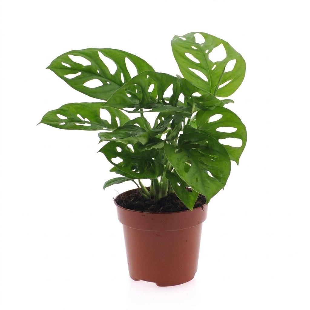 Monstera adansonii - Ø12cm - ↕25cm - Plantes d’intérieur - Image 2