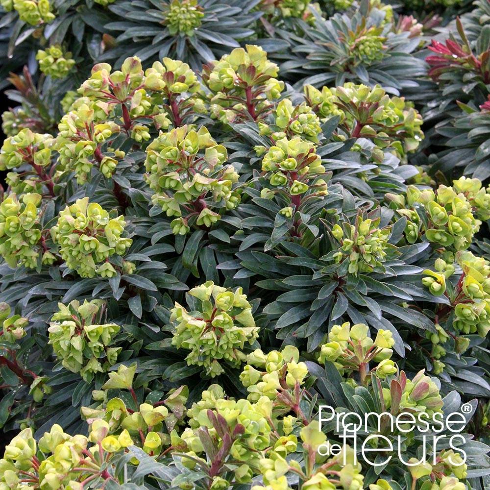 Euphorbe Redwing 'Charam' Godet de 8/9 cm