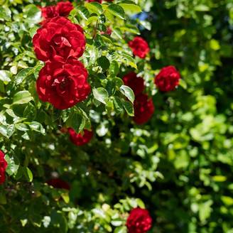Rosier grimpant Liliana® 'Delgrouge' à fleurs Rouge/ - feuillage Caduc - Pot de 3L - Touffe