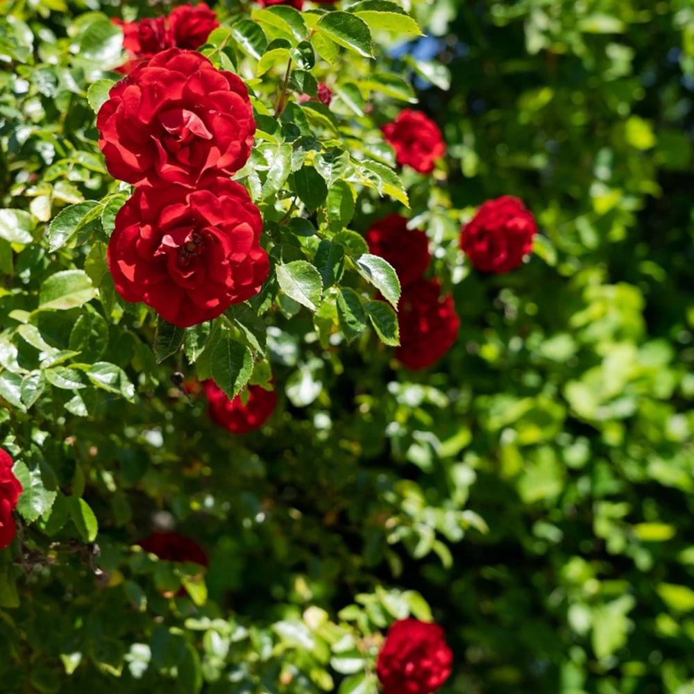 Rosier grimpant Liliana® 'Delgrouge' à fleurs Rouge/ - feuillage Caduc - Pot de 3L - Touffe