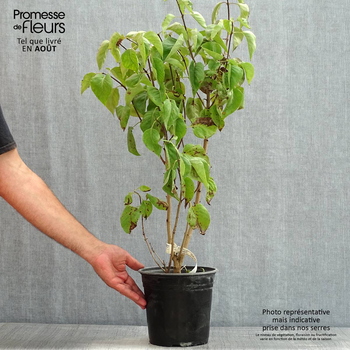 Lilas commun - Syringa vulgaris Kindy Rose Pot de 4L/5L - Image 2