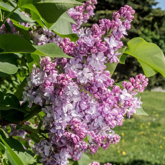 Promesse de Fleurs - Lilas commun - Syringa vulgaris Kindy Rose Pot de 4L/5L - Image 1